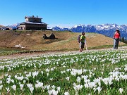 Ai Piani dell’Avaro ben fioriti di crocus – 2 maggio 2025 - FOTOGALLERY